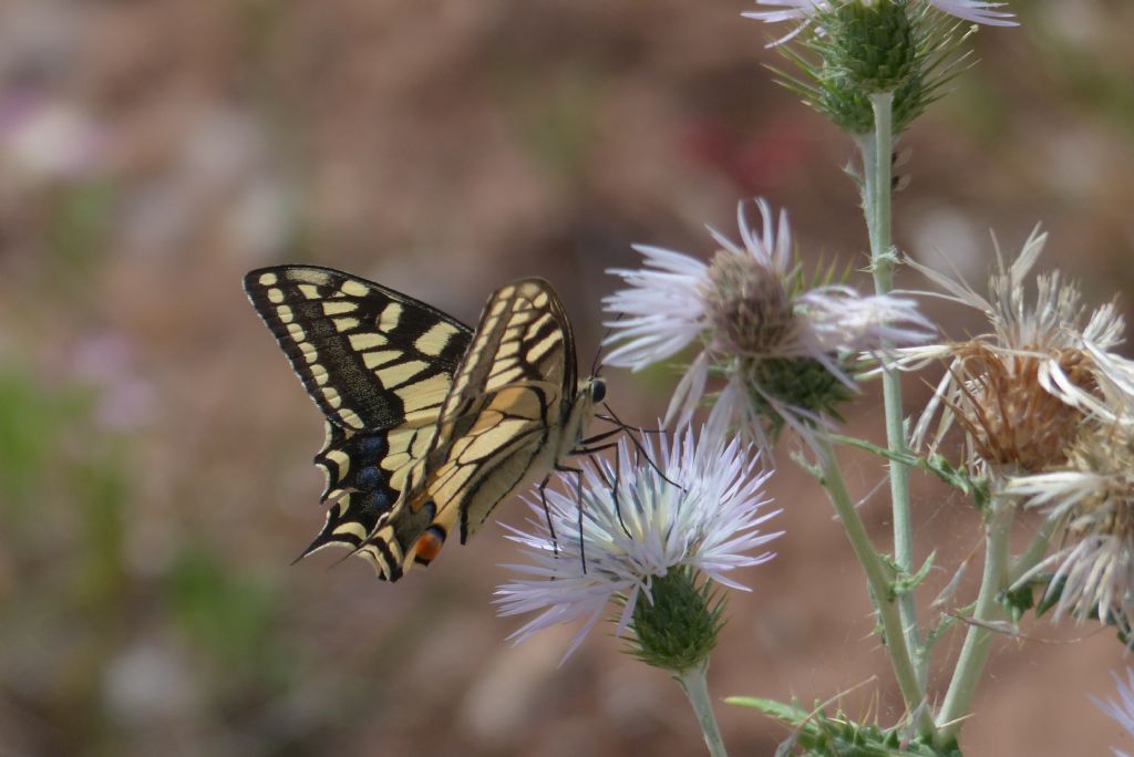 Papilio machaon